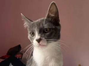 Gato raça SRD-ViraLata idade 2 a 6 meses nome Manteiga