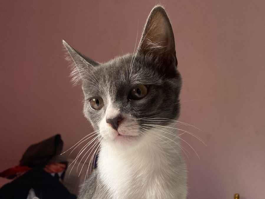 Gato raça SRD-ViraLata idade 2 a 6 meses nome Manteiga