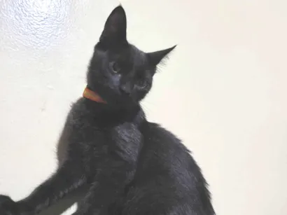 Gato raça SRD-ViraLata idade 1 ano nome Pitoco