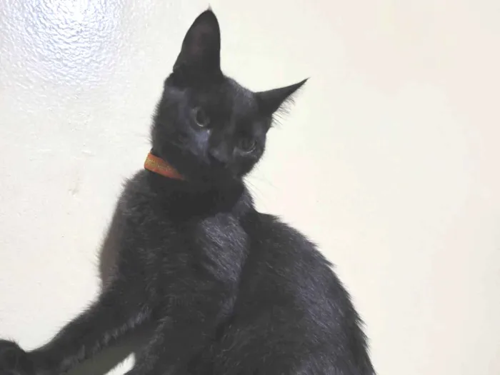 Gato raça SRD-ViraLata idade 1 ano nome Pitoco