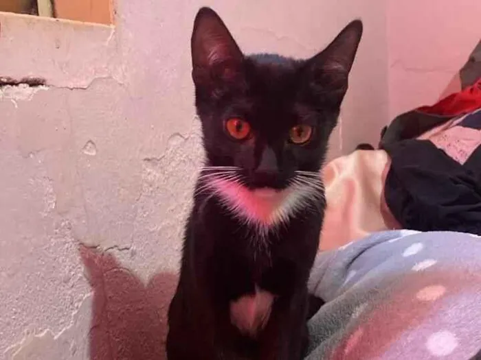 Gato raça SRD-ViraLata idade 2 a 6 meses nome Ninja