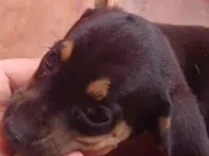 Cachorro raça SRD-ViraLata idade 2 a 6 meses nome Sem nome