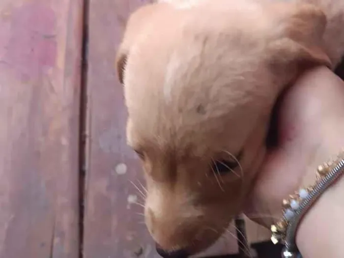 Cachorro raça SRD-ViraLata idade 2 a 6 meses nome Sem nome