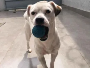 Cachorro raça SRD-ViraLata idade 1 ano nome Bolt