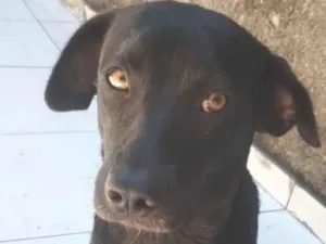 Cachorro raça SRD-ViraLata idade 1 ano nome Princesa