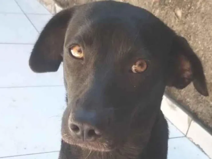 Cachorro raça SRD-ViraLata idade 1 ano nome Princesa