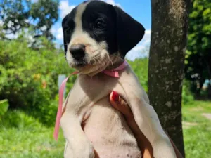Cachorro raça SRD-ViraLata idade Abaixo de 2 meses nome S/N