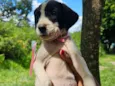 Cachorro raça SRD-ViraLata idade Abaixo de 2 meses nome S/N