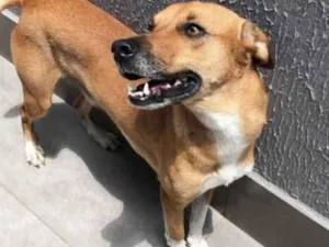 Cachorro raça SRD-ViraLata idade 2 anos nome Thor