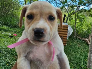 Cachorro raça SRD-ViraLata idade Abaixo de 2 meses nome S/n