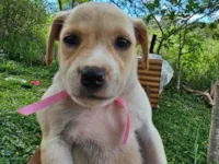 Cachorro raça SRD-ViraLata idade Abaixo de 2 meses nome S/n