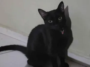 Gato raça SRD-ViraLata idade 2 anos nome Lili