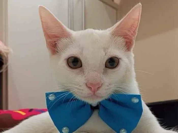 Gato raça SRD-ViraLata idade 2 a 6 meses nome Akira