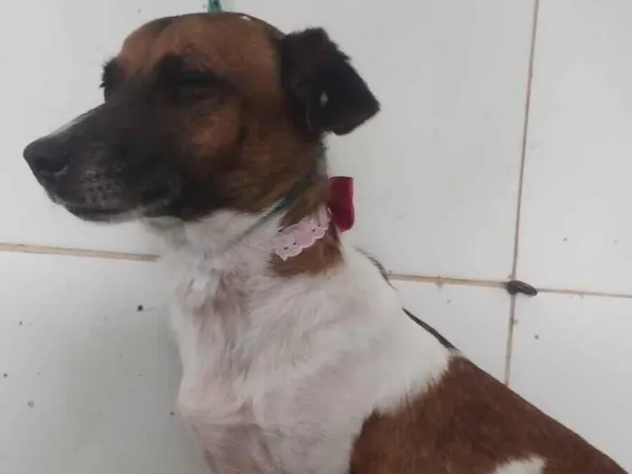 Cachorro raça SRD-ViraLata idade 2 anos nome Adoção 