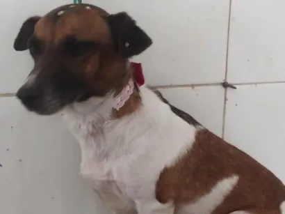 Cachorro raça SRD-ViraLata idade 3 anos nome Você pode escolher 