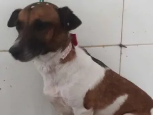 Cachorro raça SRD-ViraLata idade 3 anos nome Você pode escolher 
