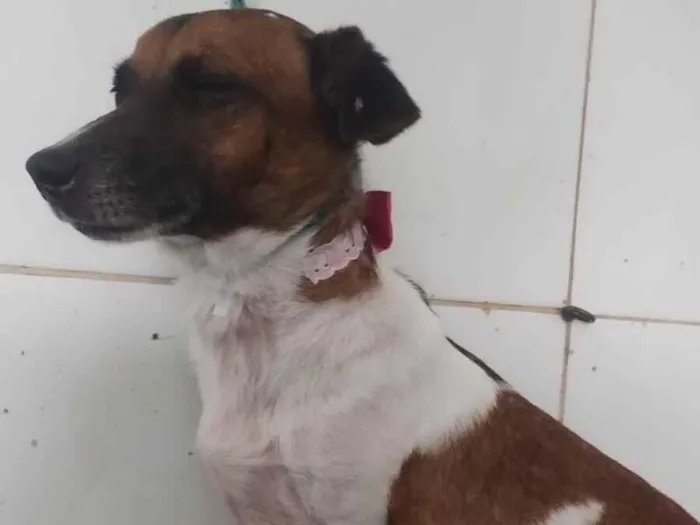 Cachorro raça SRD-ViraLata idade 2 anos nome Nina