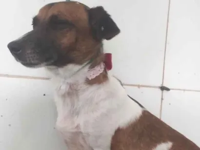Cachorro raça SRD-ViraLata idade 3 anos nome Nina