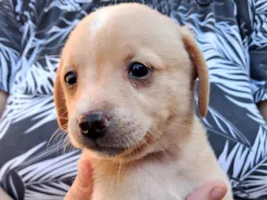 Cachorro raça SRD-ViraLata idade 2 a 6 meses nome Filhote