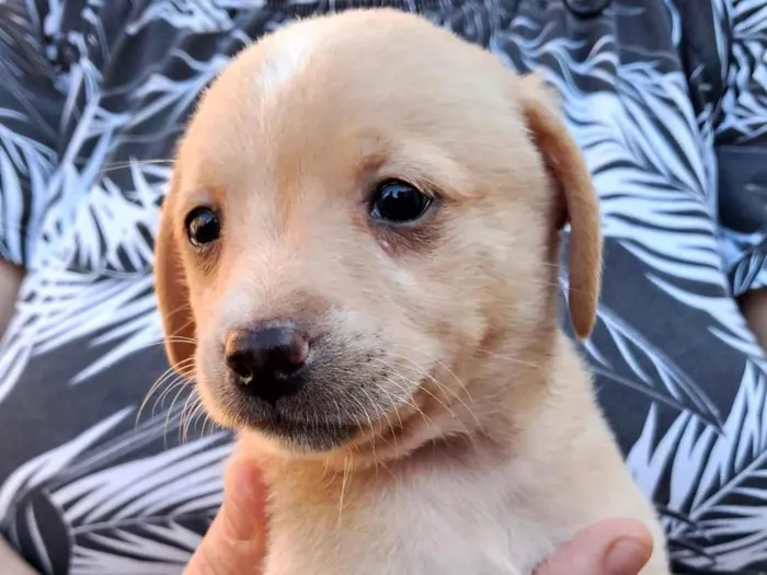 Cachorro raça SRD-ViraLata idade 2 a 6 meses nome Filhote