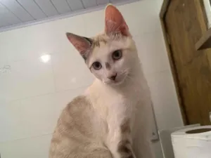 Gato raça SRD-ViraLata idade 2 a 6 meses nome Serafina e nhonho 