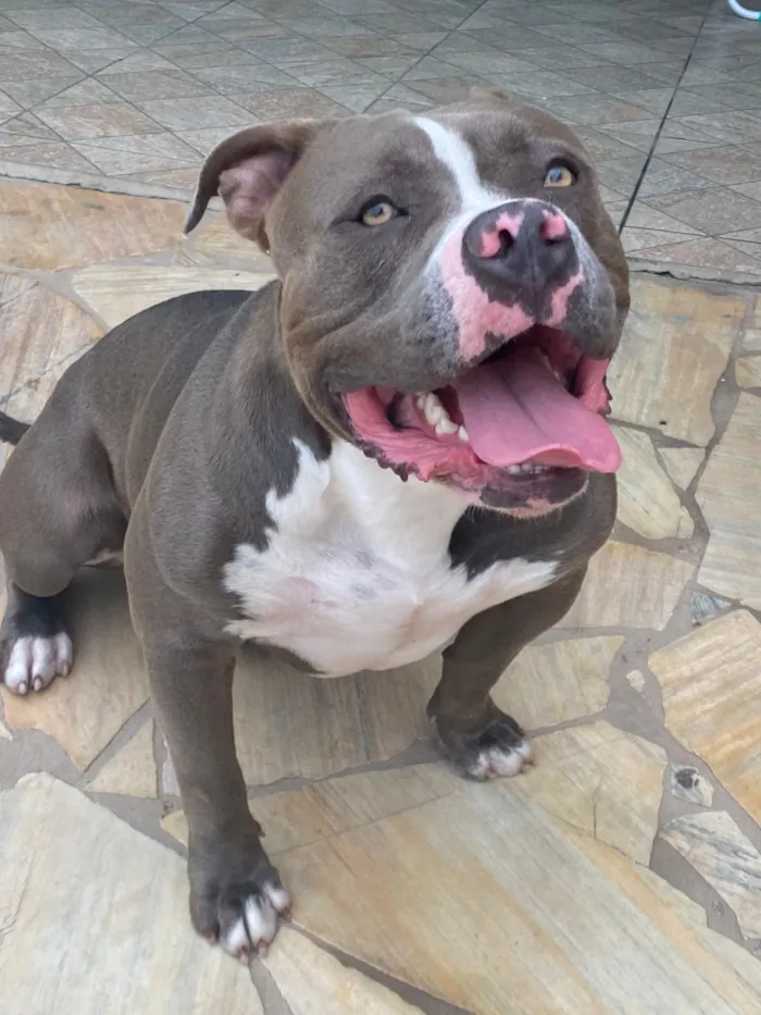 Cachorro raça Pit-Bull idade 2 a 6 meses nome Não sei 