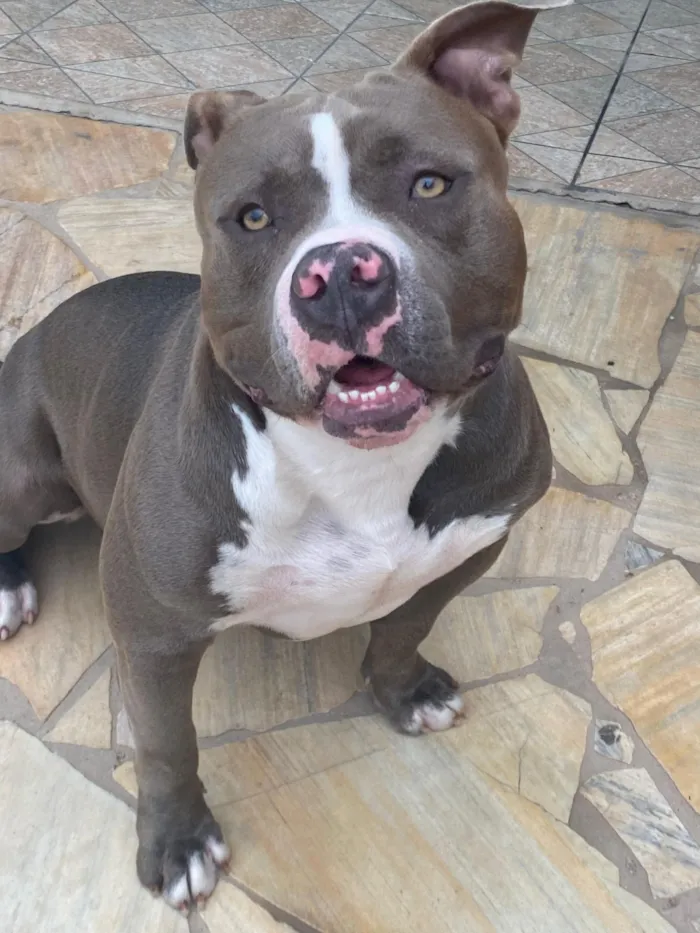 Cachorro raça Pit-Bull idade 2 a 6 meses nome Não sei 
