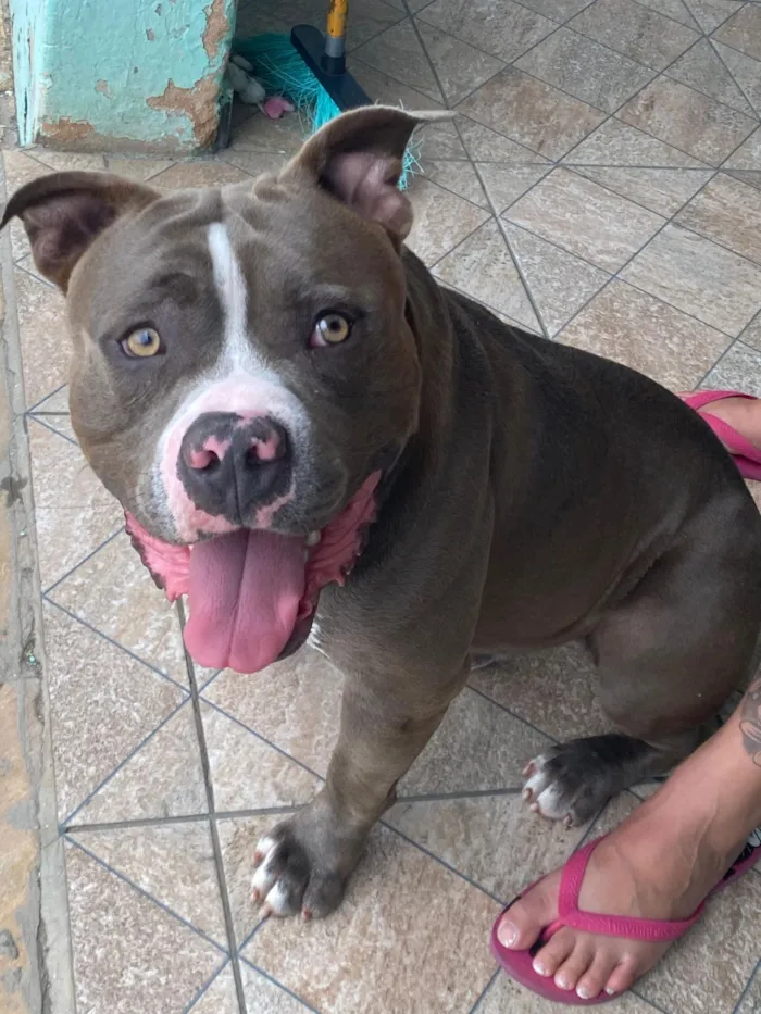 Cachorro raça Pit-Bull idade 2 a 6 meses nome Não sei 
