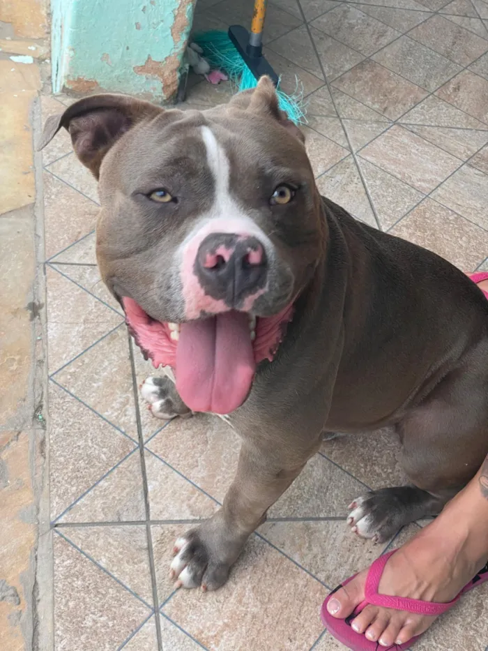 Cachorro raça Pit-Bull idade 2 a 6 meses nome Não sei 