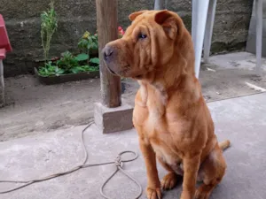 Cachorro raça Shar Pei idade 5 anos nome Kiara