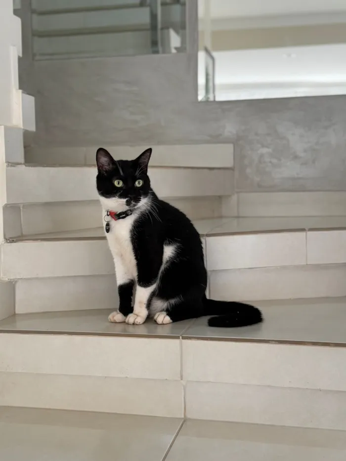 Gato raça SRD-ViraLata idade 3 anos nome Théo