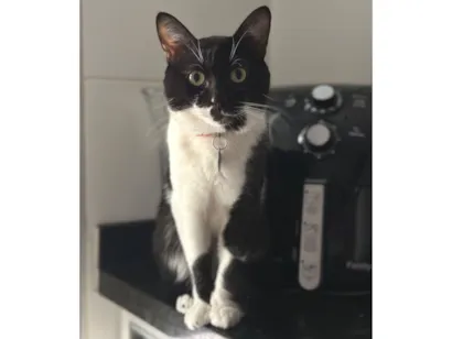 Gato raça SRD-ViraLata idade 3 anos nome Théo