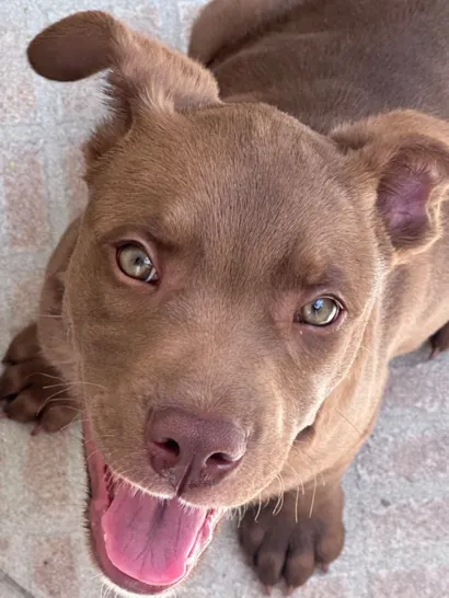 Cachorro raça SRD-ViraLata idade 2 a 6 meses nome Marron