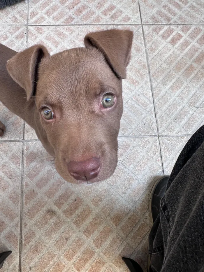 Cachorro raça SRD-ViraLata idade 2 a 6 meses nome Marron