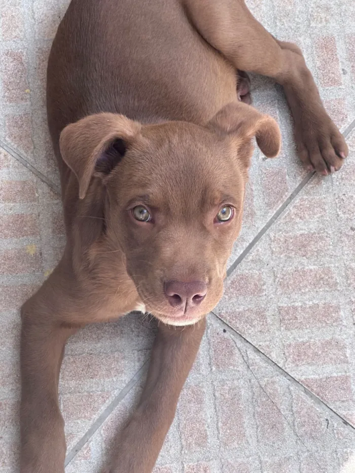 Cachorro raça SRD-ViraLata idade 2 a 6 meses nome Marron