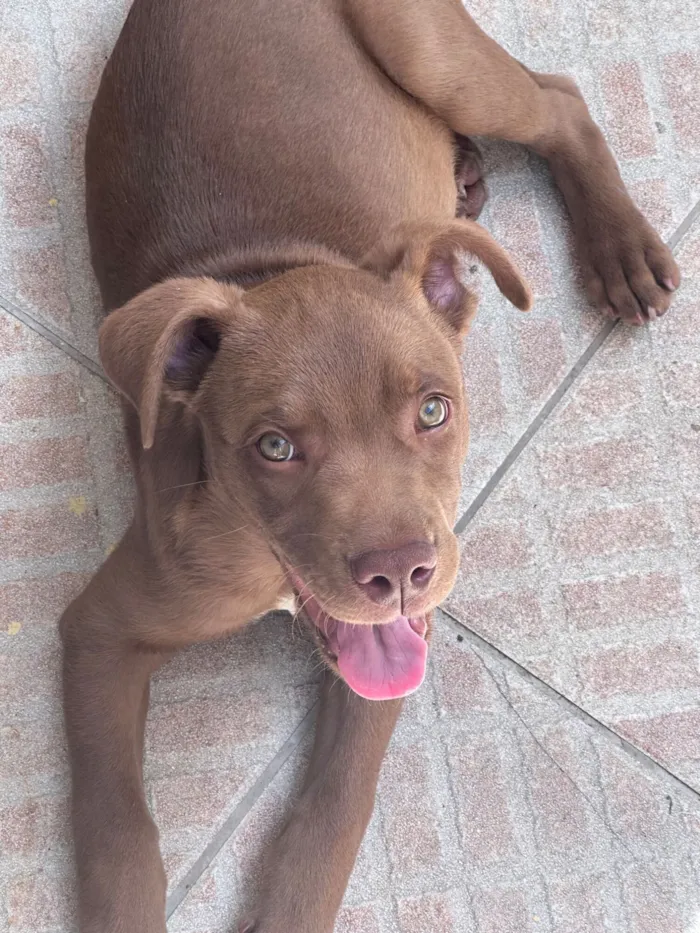 Cachorro raça SRD-ViraLata idade 2 a 6 meses nome Marron