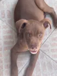 Cachorro raça SRD-ViraLata idade 2 a 6 meses nome Marron