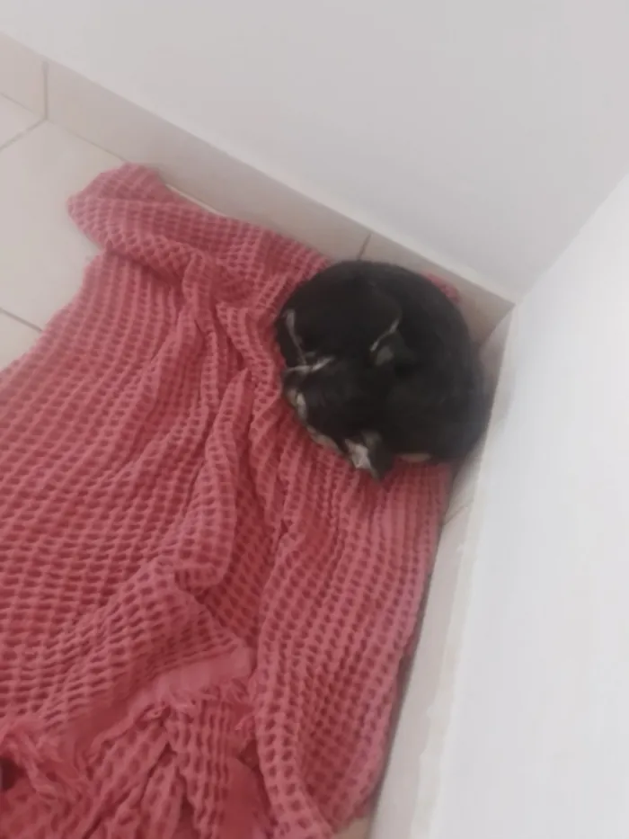 Cachorro raça SRD-ViraLata idade 2 a 6 meses nome Café