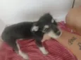 Cachorro raça SRD-ViraLata idade 2 a 6 meses nome Café