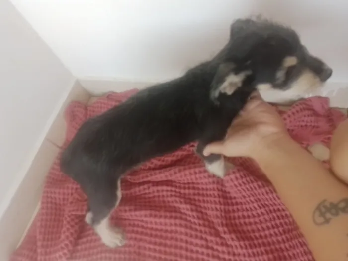 Cachorro raça SRD-ViraLata idade 2 a 6 meses nome Café