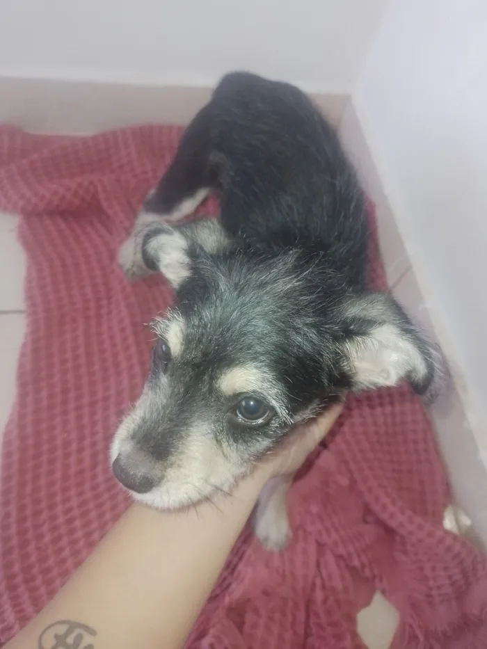 Cachorro raça SRD-ViraLata idade 2 a 6 meses nome Café