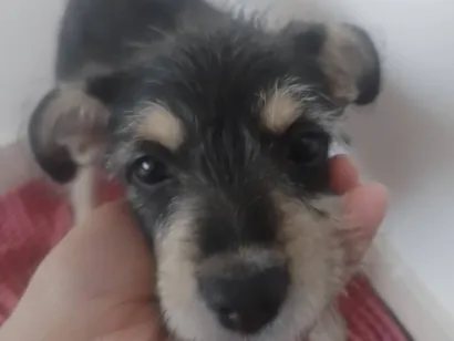 Cachorro raça SRD-ViraLata idade 2 a 6 meses nome Café