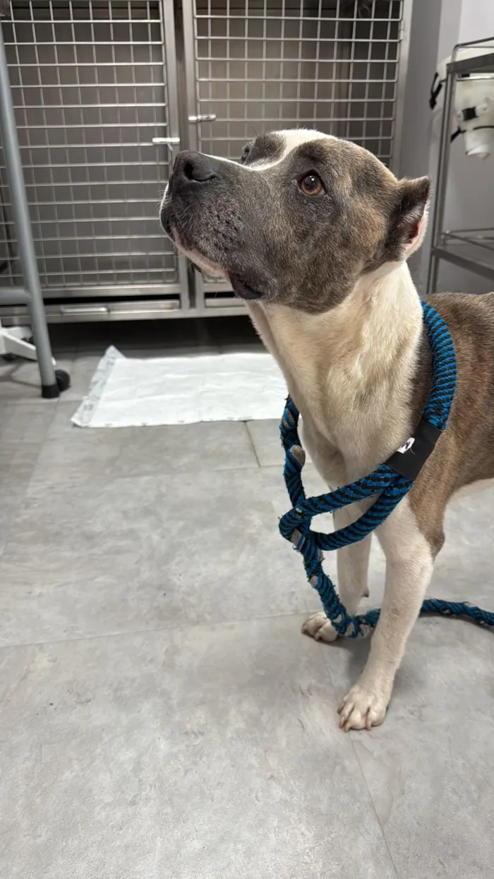 Cachorro raça Pit-Bull idade 2 anos nome ADOÇÃO RESPONSÁVEL – CACHORRO RESGATADO (MACHO, 2 ANOS)