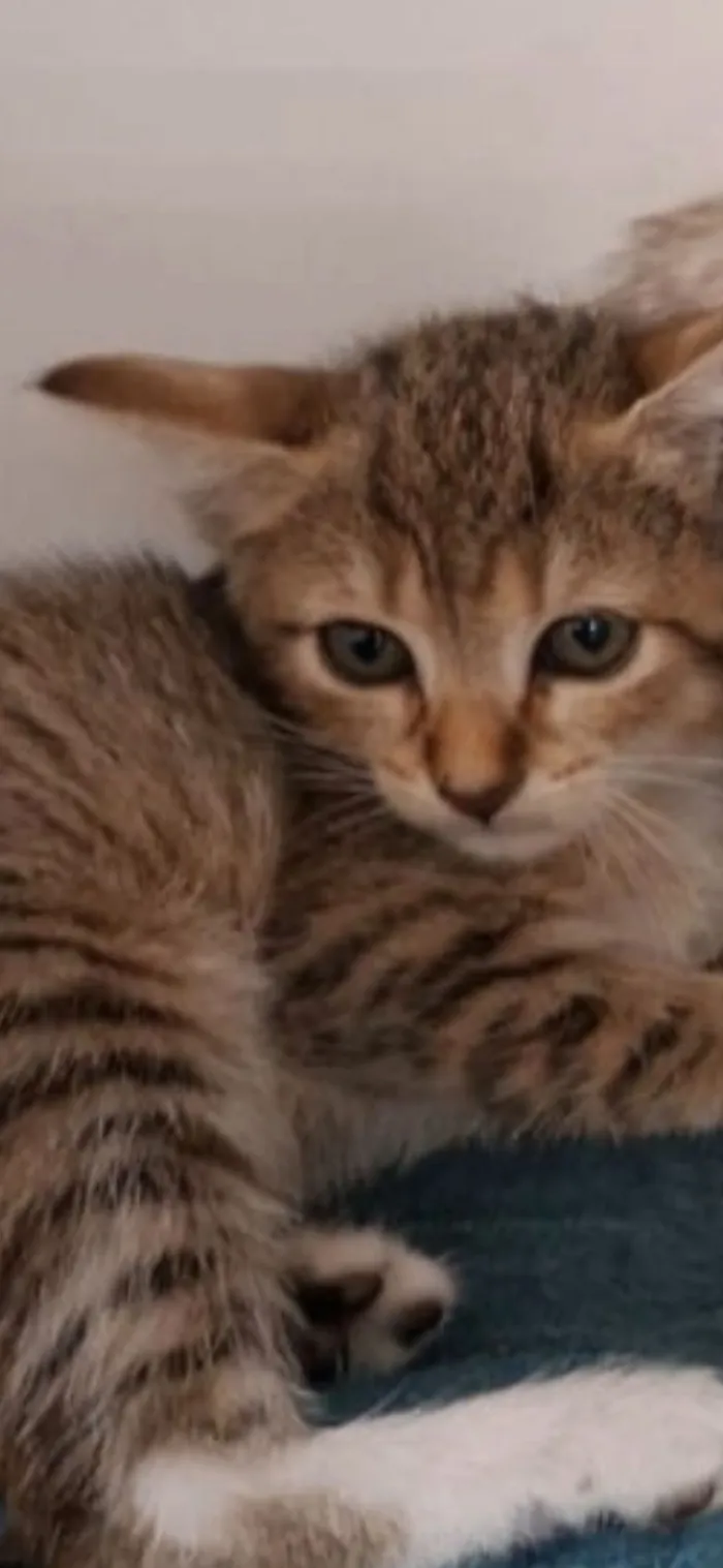 Gato raça SRD-ViraLata idade 2 a 6 meses nome Bela