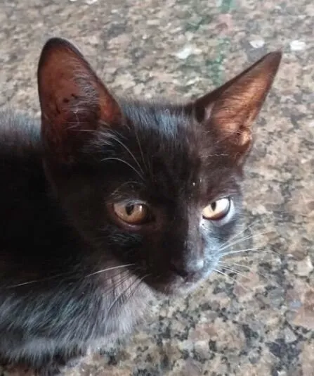 Gato raça SRD-ViraLata idade 2 a 6 meses nome Pietro 