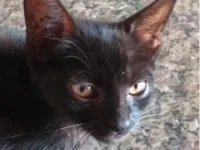 Gato raça SRD-ViraLata idade 2 a 6 meses nome Pietro 