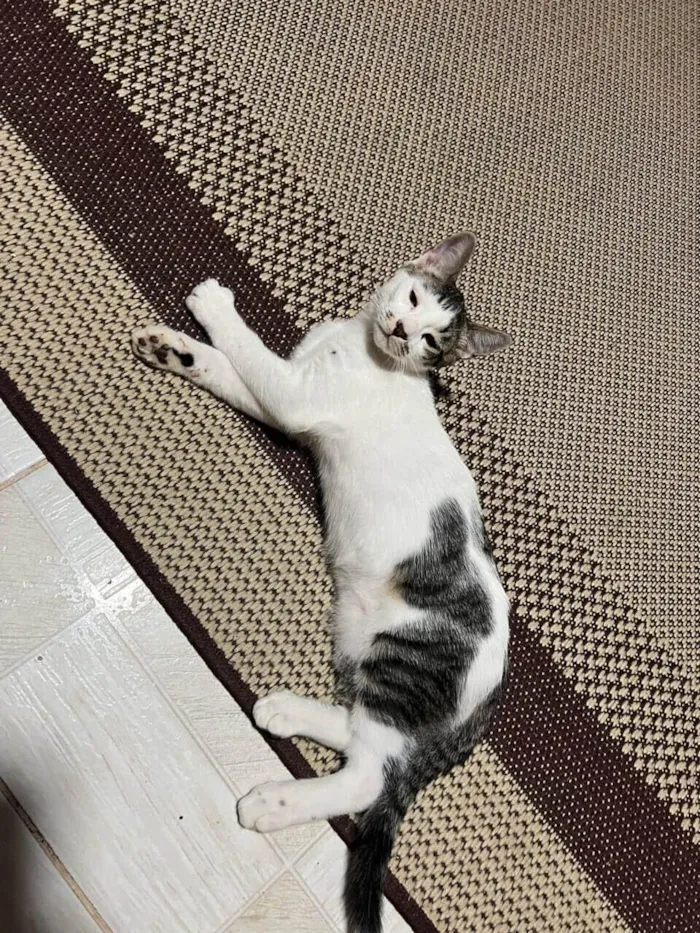 Gato raça SRD-ViraLata idade 7 a 11 meses nome Bigodinho 