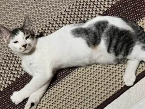 Gato raça SRD-ViraLata idade 7 a 11 meses nome Bigodinho 