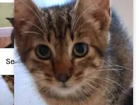 Gato raça SRD-ViraLata idade 2 a 6 meses nome Gugu