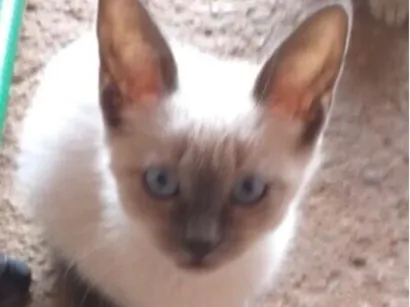 Gato raça Siamês idade 2 a 6 meses nome Bento 